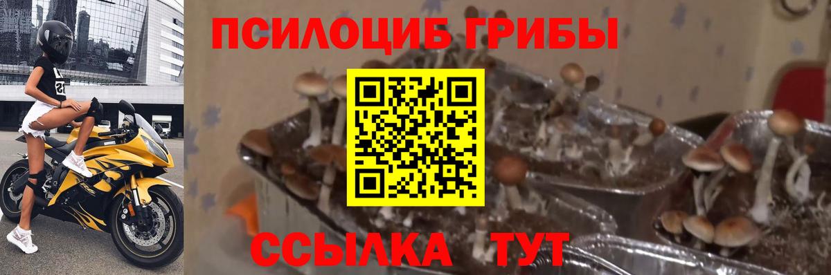Псилоцибиновые грибы Psilocybe  Вход с VPN  Нурлат 